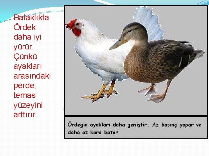 Bataklıkta Ördek daha iyi yürür. Çünkü ayakları arasındaki perde, temas yüzeyini arttırır. 