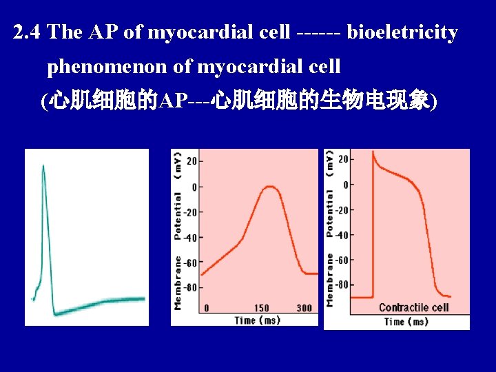 2. 4 The AP of myocardial cell ------ bioeletricity phenomenon of myocardial cell (心肌细胞的AP---心肌细胞的生物电现象)