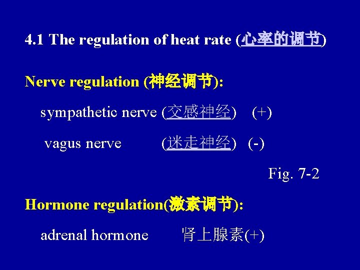 4. 1 The regulation of heat rate (心率的调节) Nerve regulation (神经调节): sympathetic nerve (交感神经)