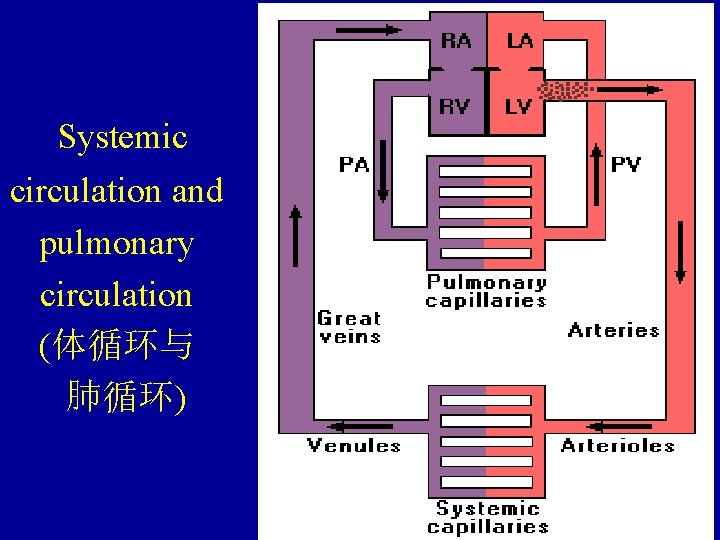 Systemic circulation and pulmonary circulation (体循环与 肺循环) 
