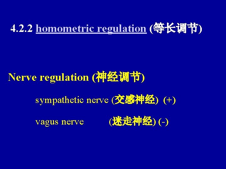 4. 2. 2 homometric regulation (等长调节) Nerve regulation (神经调节) sympathetic nerve (交感神经) (+) vagus