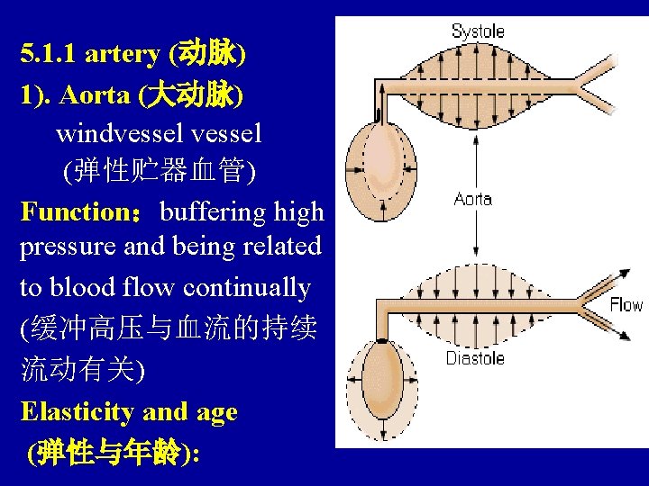 5. 1. 1 artery (动脉) 1). Aorta (大动脉) windvessel (弹性贮器血管) Function：buffering high pressure and