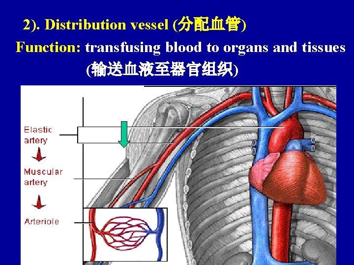 2). Distribution vessel (分配血管) Function: transfusing blood to organs and tissues (输送血液至器官组织) 