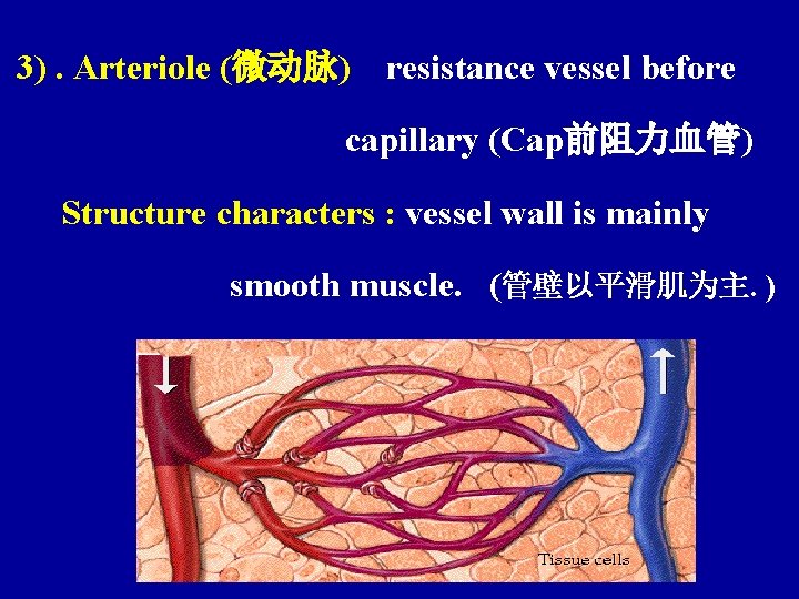 3). Arteriole (微动脉) resistance vessel before capillary (Cap前阻力血管) Structure characters : vessel wall is