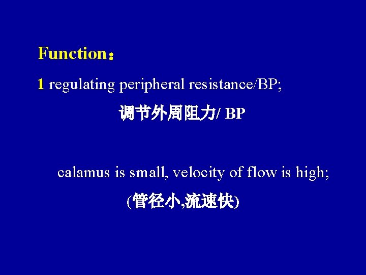 Function： 1 regulating peripheral resistance/BP; 调节外周阻力/ BP calamus is small, velocity of flow is