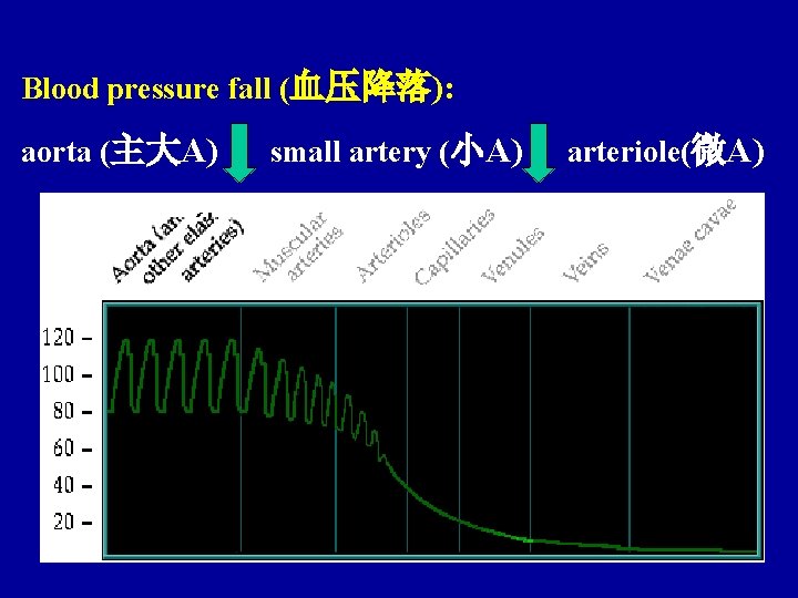 Blood pressure fall (血压降落): aorta (主大A) small artery (小A) arteriole(微A) 