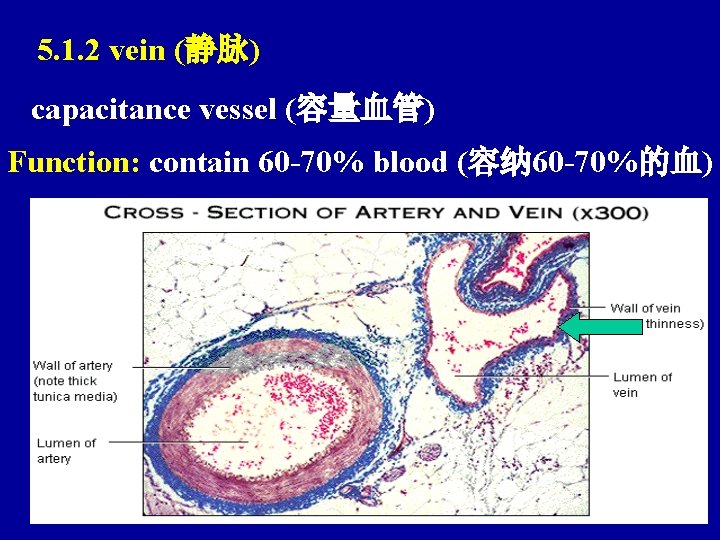 5. 1. 2 vein (静脉) capacitance vessel (容量血管) Function: contain 60 -70% blood (容纳