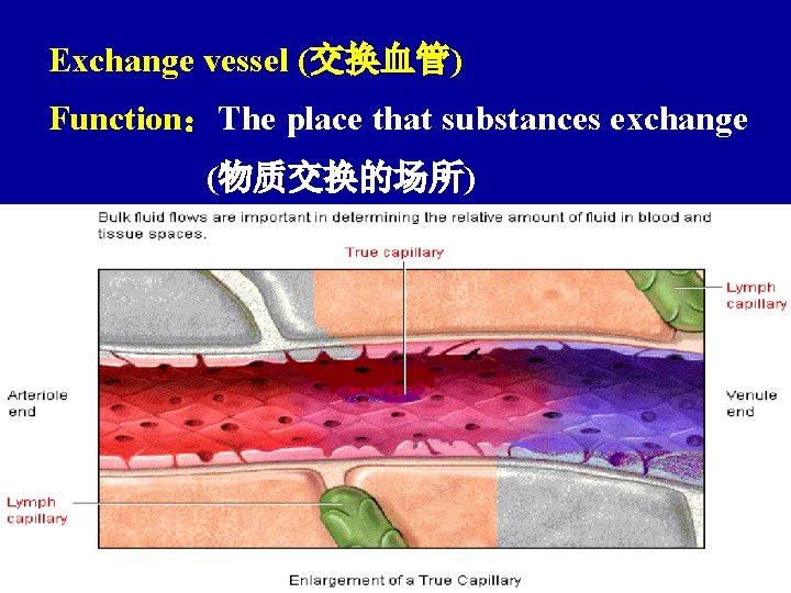 Exchange vessel (交换血管) Function：The place that substances exchange (物质交换的场所) 