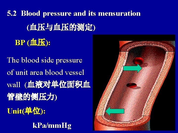 5. 2 Blood pressure and its mensuration (血压与血压的测定) BP (血压): The blood side pressure
