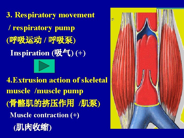 3. Respiratory movement / respiratory pump (呼吸运动 / 呼吸泵) Inspiration (吸气) (+) 4. Extrusion