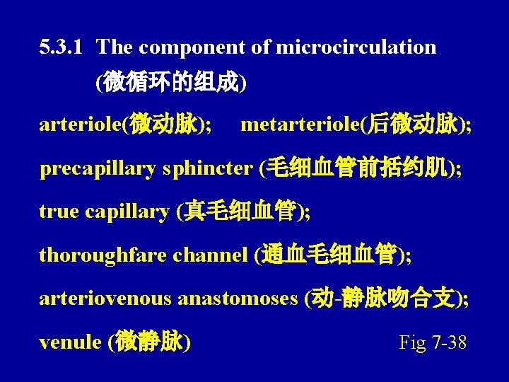 5. 3. 1 The component of microcirculation (微循环的组成) arteriole(微动脉); metarteriole(后微动脉); precapillary sphincter (毛细血管前括约肌); true
