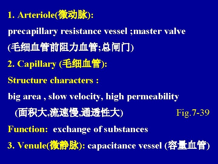1. Arteriole(微动脉): precapillary resistance vessel ; master valve (毛细血管前阻力血管; 总闸门) 2. Capillary (毛细血管): Structure
