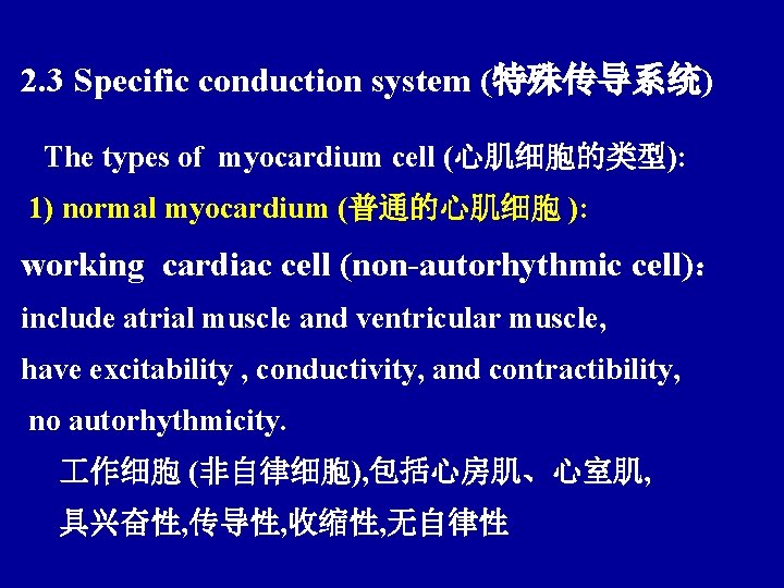 2. 3 Specific conduction system (特殊传导系统) The types of myocardium cell (心肌细胞的类型): 1) normal
