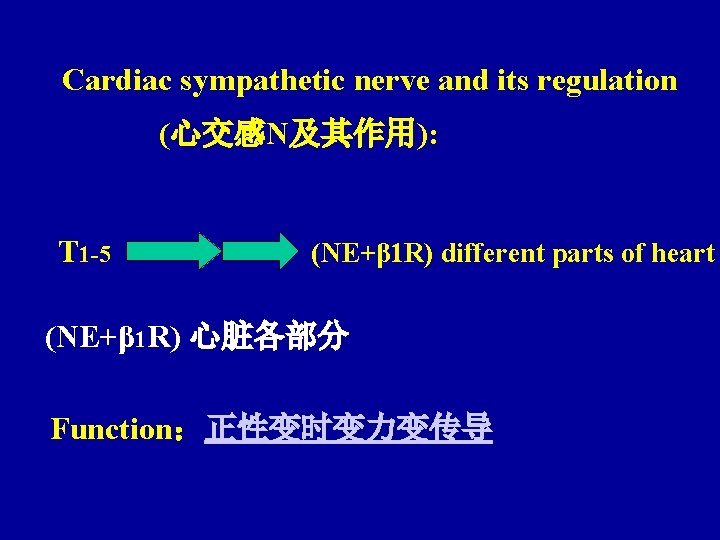 Cardiac sympathetic nerve and its regulation (心交感N及其作用): T 1 -5 (NE+β 1 R) different