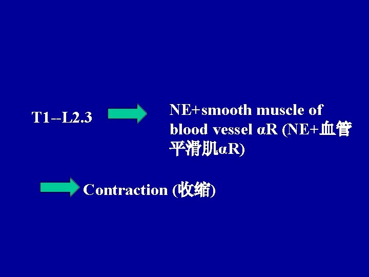 T 1 --L 2. 3 NE+smooth muscle of blood vessel αR (NE+血管 平滑肌αR) Contraction
