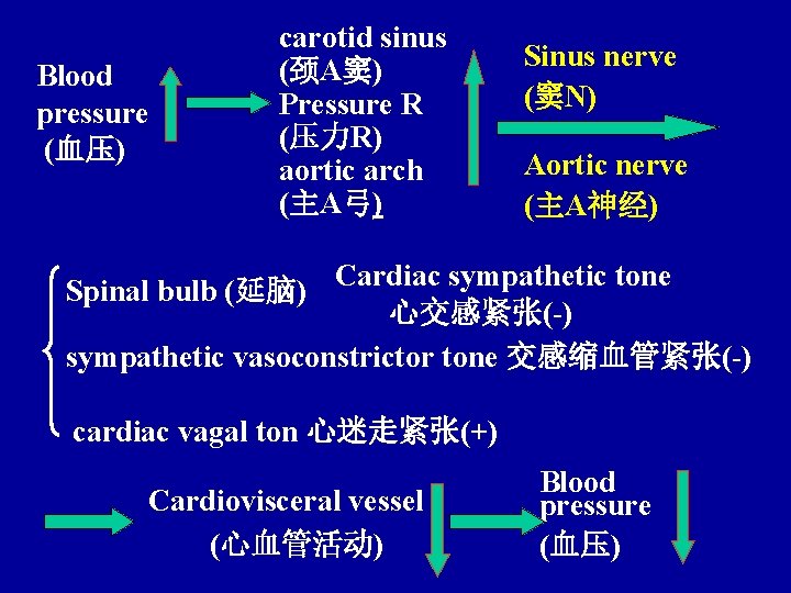 Blood pressure (血压) carotid sinus (颈A窦) Pressure R (压力R) aortic arch (主A弓) Sinus nerve