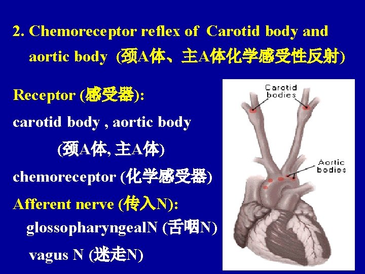 2. Chemoreceptor reflex of Carotid body and aortic body (颈A体、主A体化学感受性反射) Receptor (感受器): carotid body