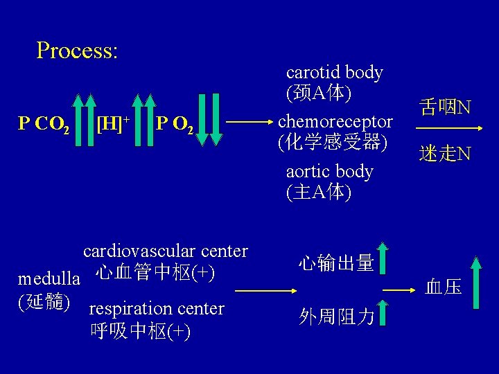 Process: P CO 2 [H]+ P O 2 carotid body (颈A体) chemoreceptor (化学感受器) aortic