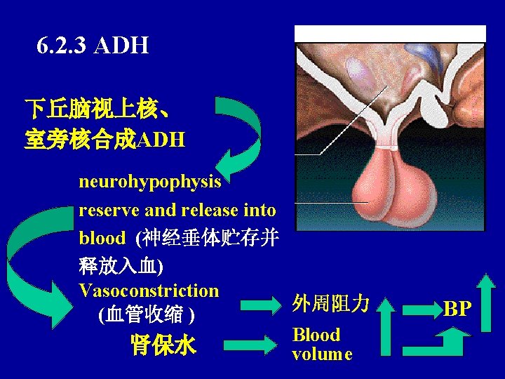 6. 2. 3 ADH 下丘脑视上核、 室旁核合成ADH neurohypophysis reserve and release into blood (神经垂体贮存并 释放入血)
