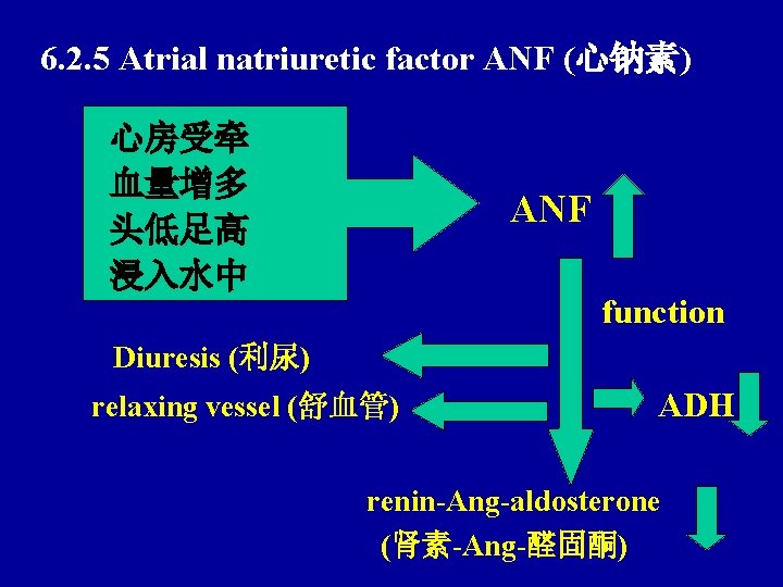 6. 2. 5 Atrial natriuretic factor ANF (心钠素) 心房受牵 血量增多 头低足高 浸入水中 ANF function