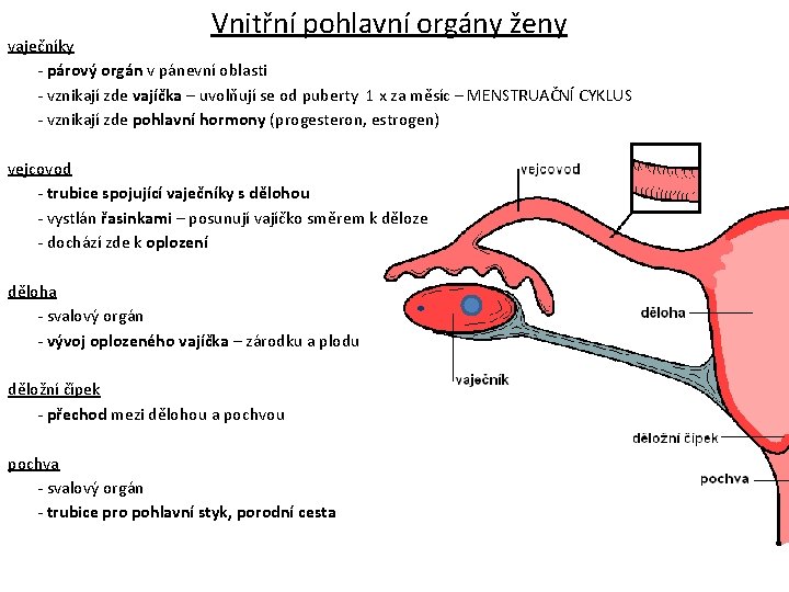 Vnitřní pohlavní orgány ženy vaječníky - párový orgán v pánevní oblasti - vznikají zde