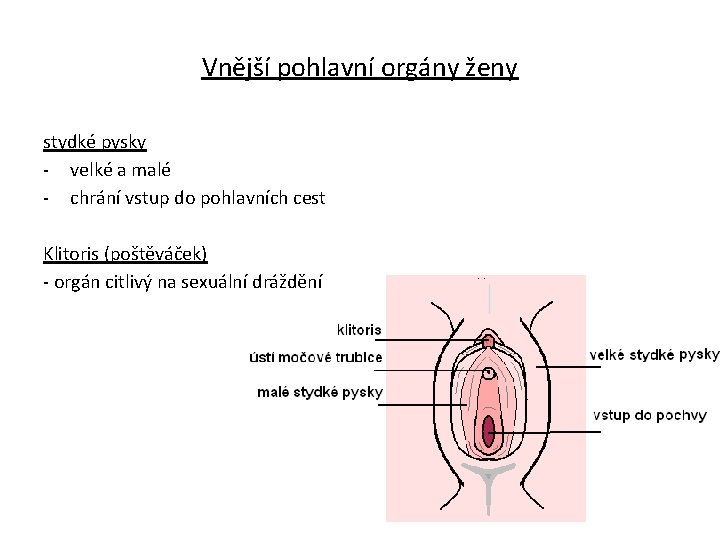 Vnější pohlavní orgány ženy stydké pysky - velké a malé - chrání vstup do