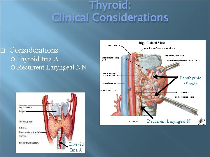  Thyroid: Clinical Considerations Thyroid Ima A Recurrent Laryngeal NN Parathyroid Glands Recurrent Laryngeal