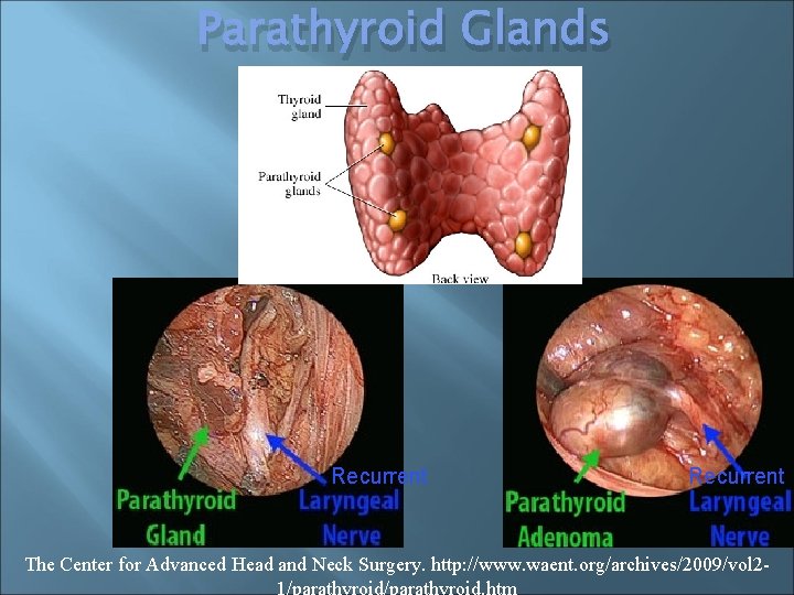 Parathyroid Glands Recurrent The Center for Advanced Head and Neck Surgery. http: //www. waent.