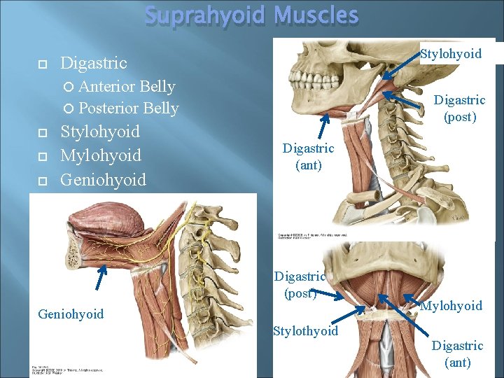 Suprahyoid Muscles Stylohyoid Digastric Anterior Belly Posterior Belly Stylohyoid Mylohyoid Geniohyoid Digastric (post) Digastric