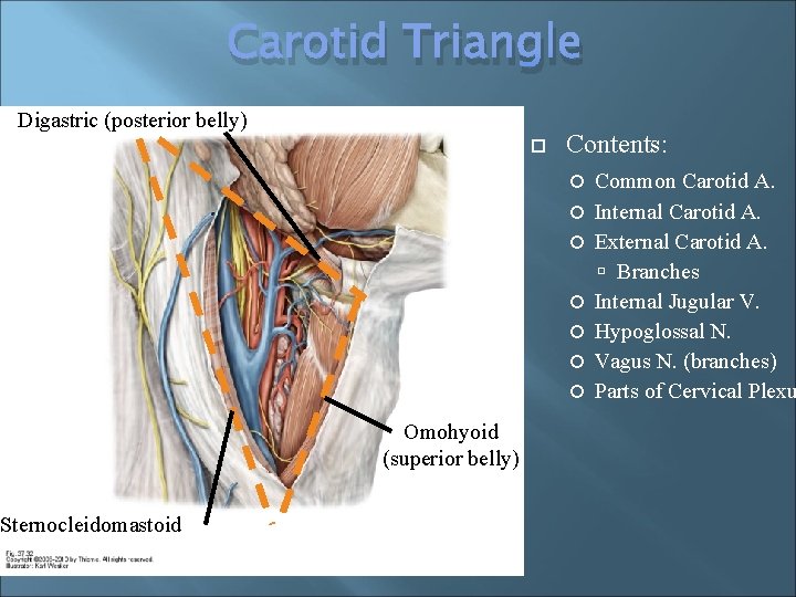 Carotid Triangle Digastric (posterior belly) Sternocleidomastoid Contents: Omohyoid (superior belly) Common Carotid A. Internal