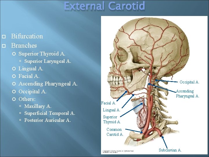 External Carotid Bifurcation Branches Superior Thyroid A. Superior Laryngeal A. Lingual A. Facial A.