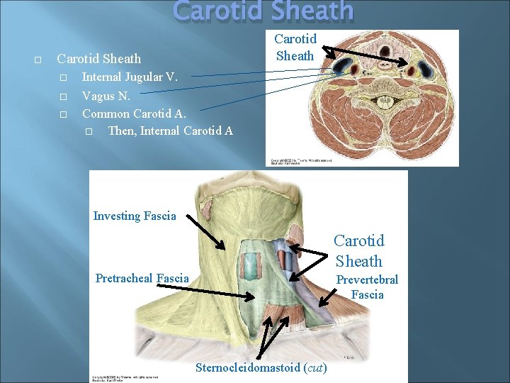 Carotid Sheath Internal Jugular V. Vagus N. Common Carotid A. Then, Internal Carotid A