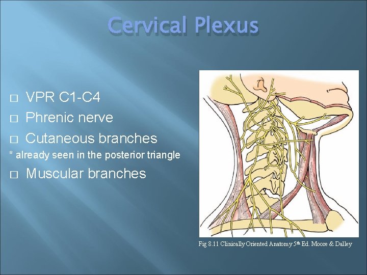 Cervical Plexus � � � VPR C 1 -C 4 Phrenic nerve Cutaneous branches