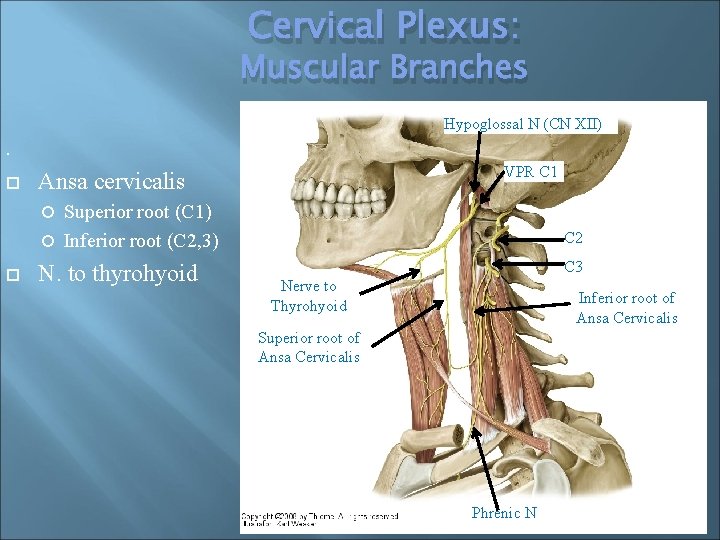 Cervical Plexus: Muscular Branches Hypoglossal N (CN XII) . VPR C 1 Ansa cervicalis