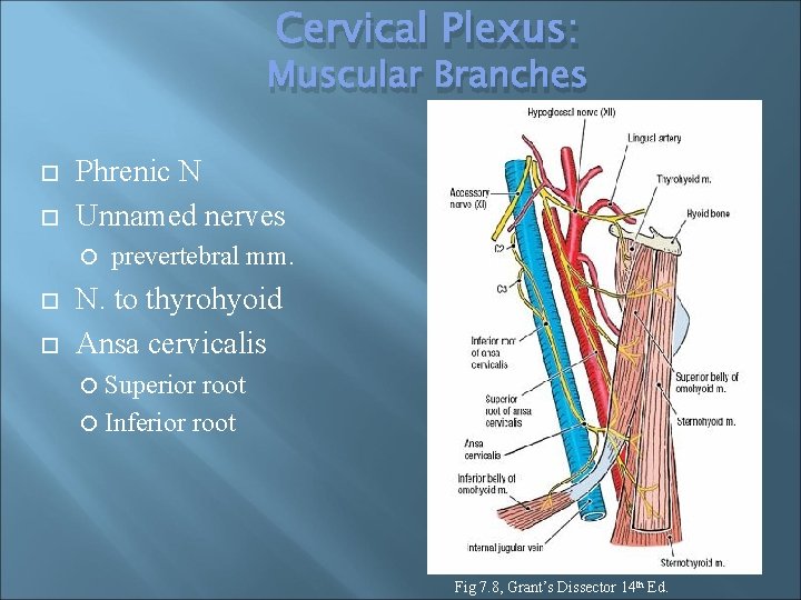 Cervical Plexus: Muscular Branches Phrenic N Unnamed nerves prevertebral mm. N. to thyrohyoid Ansa
