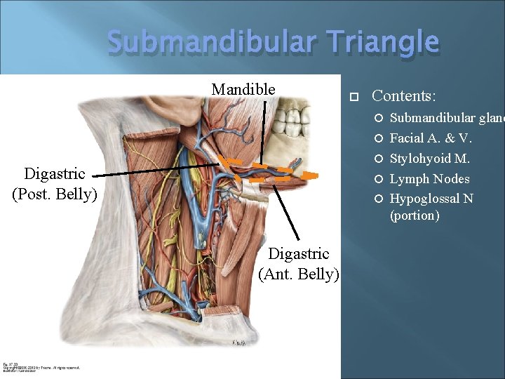 Submandibular Triangle Mandible Contents: Digastric (Post. Belly) Digastric (Ant. Belly) Submandibular gland Facial A.