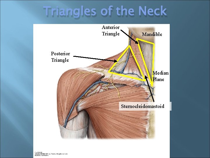 Triangles of the Neck Anterior Triangle Mandible Posterior Triangle Median Plane Sternocleidomastoid 