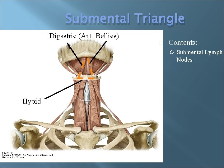 Submental Triangle Digastric (Ant. Bellies) Contents: Hyoid Submental Lymph Nodes 