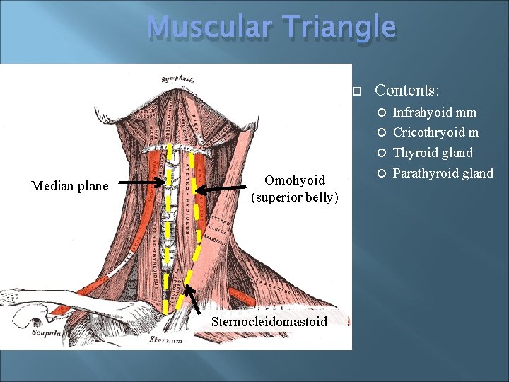 Muscular Triangle Contents: Infrahyoid mm Cricothryoid m Thyroid gland Parathyroid gland Median plane Omohyoid