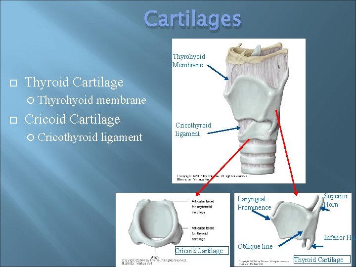 Cartilages Thyrohyoid Membrane Thyroid Cartilage Thyrohyoid membrane Cricoid Cartilage Cricothyroid ligament Laryngeal Prominence Superior