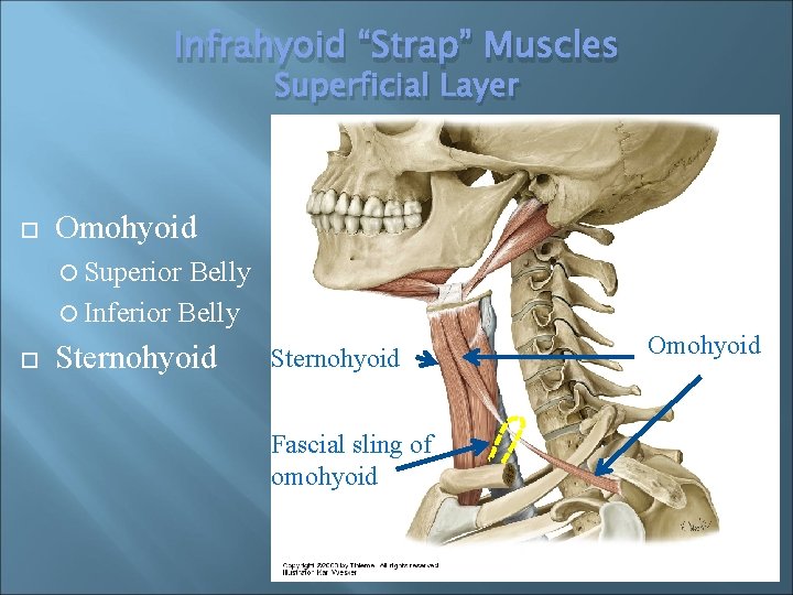 Infrahyoid “Strap” Muscles Superficial Layer Omohyoid Superior Belly Inferior Belly Sternohyoid Fascial sling of
