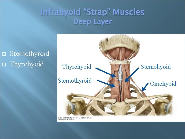 Infrahyoid “Strap” Muscles Deep Layer Sternothyroid Thyrohyoid Sternothyroid Sternohyoid Omohyoid 