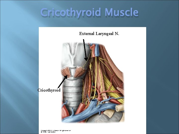Cricothyroid Muscle External Laryngeal N. Cricothyroid 