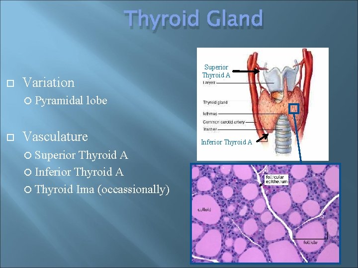 Thyroid Gland Variation Pyramidal Superior Thyroid A lobe Vasculature Superior Thyroid A Inferior Thyroid