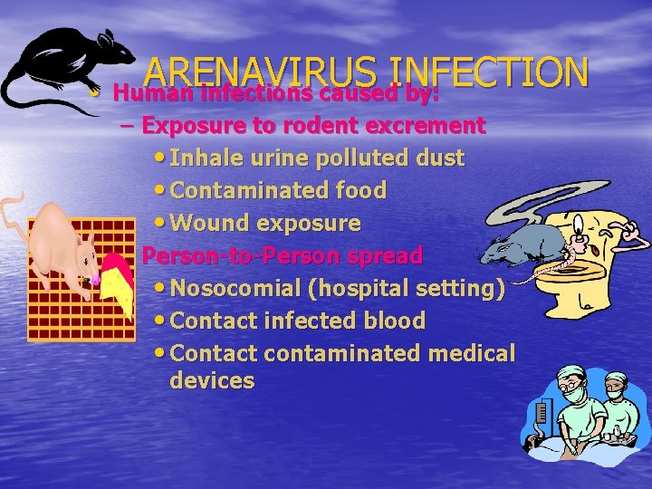 ARENAVIRUS INFECTION • Human infections caused by: – Exposure to rodent excrement • Inhale