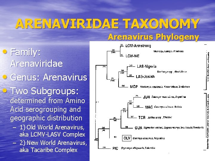 ARENAVIRIDAE TAXONOMY Arenavirus Phylogeny • Family: Arenaviridae • Genus: Arenavirus • Two Subgroups: determined