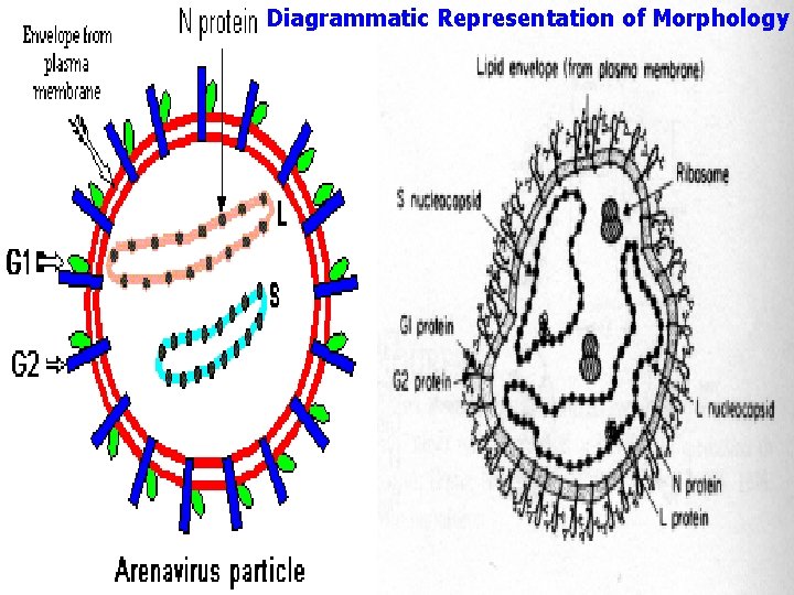 Diagrammatic Representation of Morphology 