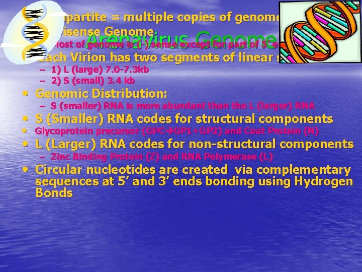  • Multipartite = multiple copies of genome per virion • Ambisense Genome Arenavirus