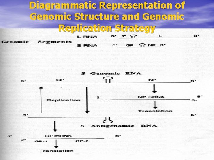 Diagrammatic Representation of Genomic Structure and Genomic Replication Strategy 