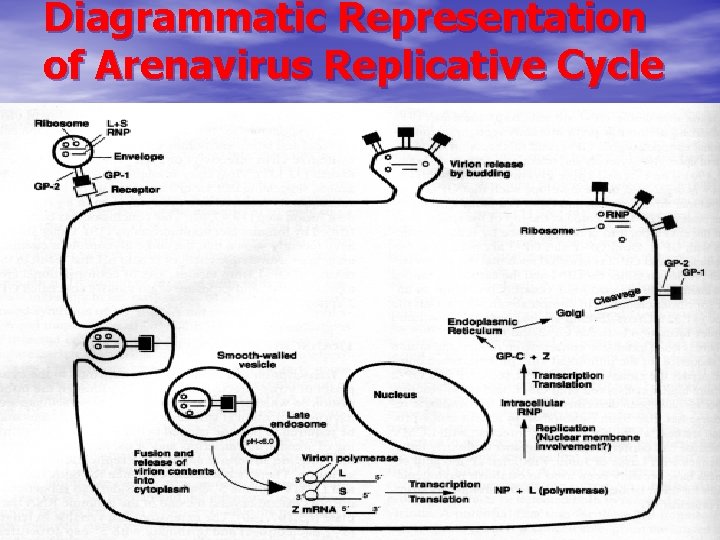 Diagrammatic Representation of Arenavirus Replicative Cycle 